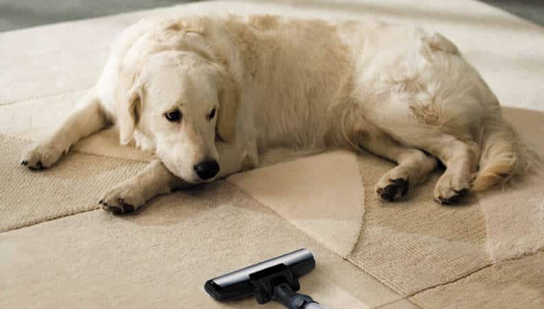 This image shows a dog laying on the carpet while someone is vacuuming the carpet.