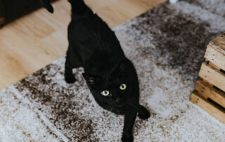 This image shows a cat on a carpet.